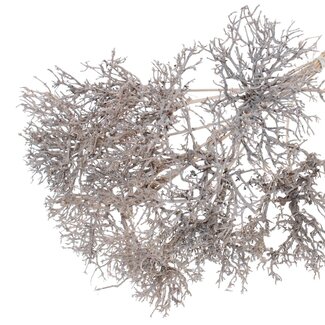 QC Dry Tree on stick | Colour: White | Dry Tree Stick | Stick length approximately 50 centimetres | 10 sticks per bunch