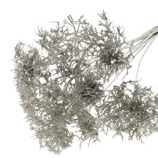 QC Dry Tree auf Stiel | Farbe: Metallic Platinfarben | Dry Tree Stecker | Länge des Steckers ± 50 Zentimeter | 10 Stecker pro Bund