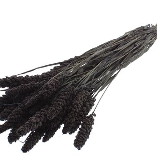 QC Dried Millet | Colour: Black | Pennisetum Dried Flowers | Length ± 70 centimetres | Weight 250 grams | Per bunch