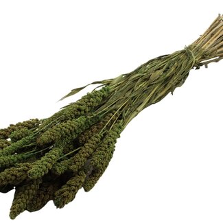 QC Dried Millet | Colour: Light Green | Pennisetum Dried Flowers | Length ± 70 centimetres | Weight 250 grams | Per bunch
