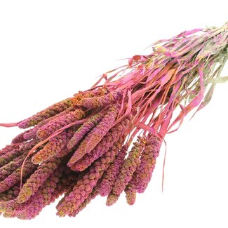 QC Dried Millet | Colour: Multicoloured Cherry-Coloured | Pennisetum Dried Flowers | Length ± 60 centimetres | Weight 250 grams | Per bunch