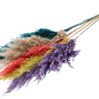 QC Getrocknete Pampaswedel „Bunt 5“ | Farbe: Gemischte Farben | Pampas Trockenblumen | Länge ± 100 Zentimeter | 5 Wedel pro Bund | Pro Bund