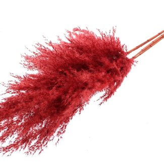 QC Dried Pampas Plumes | Colour: Red | Pampas Dried Flowers | Length ± 100 centimetres | 5 plumes per bunch | Per bunch