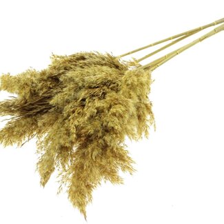 QC Dried Pampas Plumes | Colour: Yellow | Pampas Dried Flowers | Length ± 100 centimetres | 5 plumes per bunch | Per bunch