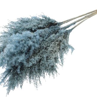 QC Dried Pampas Plumes | Colour: Frosted Light Blue | Pampas Dried Flowers | Length ± 100 centimetres | 5 plumes per bunch | Per bunch