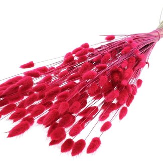 QC Dried Hare's Tail Grass Premium | Colour: Cherry | Lagurus Ovatus dried flowers | Length ± 70 centimetres | Weight 100 grams | Per bunch