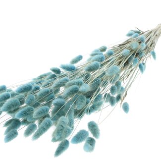 QC Dried Bunny Tails Premium | Colour: Light Blue | Lagurus Ovatus dried flowers | Length ± 70 centimetres | Weight 100 grams | Per bunch