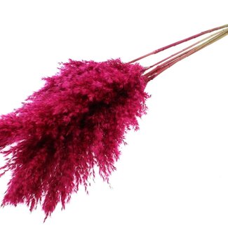 QC Dried Pampas Plumes | Colour: Cherry | Pampas Dried Flowers | Length ± 100 centimetres | 5 plumes per bunch | Per bunch