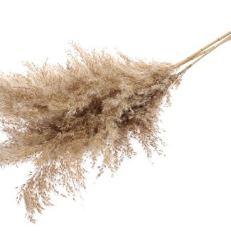 QC Dried Pampas Plumes | Colour: Natural Brown | Pampas Dried Flowers | Length ± 100 centimetres | 5 plumes per bunch | Per bunch