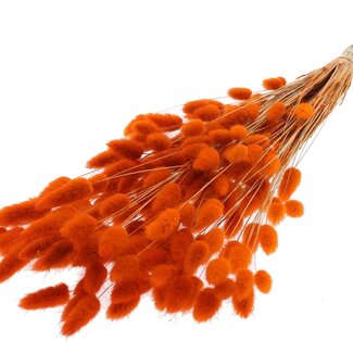 QC Dried Hare's Tail Grass Premium | Colour: Orange | Lagurus Ovatus dried flowers | Length ± 70 centimetres | Weight 100 grams | Per bunch