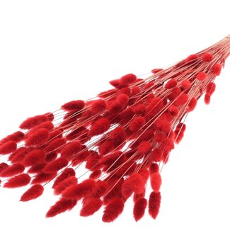 QC Dried Bunny Tails Premium | Colour: Red | Lagurus Ovatus dried flowers | Length ± 70 centimetres | Weight 100 grams | Per bunch