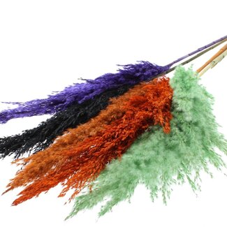 QC Dried Pampas Plumes "Halloween Mix" | Colour: Mixed Colours | Pampas Dried Flowers | Length ± 100 centimetres | 5 plumes per bunch | Per bunch