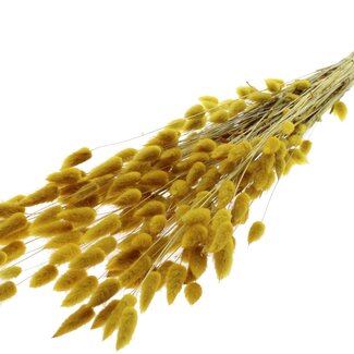 QC Dried Bunny Tails Premium | Colour: Yellow | Lagurus Ovatus dried flowers | Length ± 70 centimetres | Weight 100 grams | Per bunch