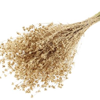 QC Getrockneter Leinenflachs | Farbe: Antik Goldfarben | Linum Trockenblumen | Länge ± 50 Zentimeter | Gewicht 150 Gramm | Pro Bund
