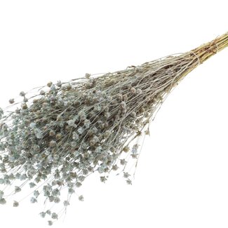 QC Getrockneter Lino Flachs | Farbe: Frosted Hellblau | Linum Trockenblumen | Länge ± 50 Zentimeter | Gewicht 150 Gramm | Pro Bund