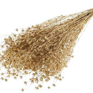 QC Dried Lino Flax | Colour: Antique Gold with Glitter | Linum Dried Flowers | Length ± 50 centimetres | Weight 150 grams | Per bunch