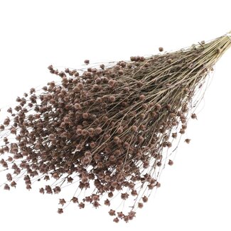 QC Dried Lino Flax | Colour: Brown | Linum Dried Flowers | Length ± 50 centimetres | Weight 150 grams | Per bunch