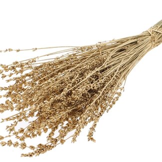 QC Dried Lavender | Colour: Metallic Antique Gold | Lavender Dried Flowers | Length ± 50 centimetres | Per bunch