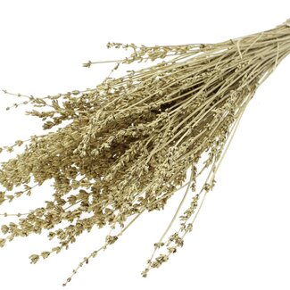 QC Dried Lavender | Colour: Metallic Gold | Lavender Dried Flowers | Length ± 50 centimetres | Per bunch