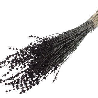 QC Getrockneter Lavendel | Farbe: Schwarz | Lavendel Trockenblumen | Länge ± 50 Zentimeter | Pro Bund