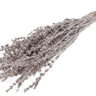 QC Dried Lavender | Colour: Metallic Champagne | Lavender Dried Flowers | Length ± 50 centimetres | Per bunch