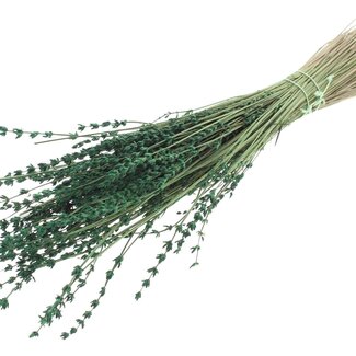 QC Dried Lavender | Colour: Green | Lavender Dried Flowers | Length ± 50 centimetres | Per bunch