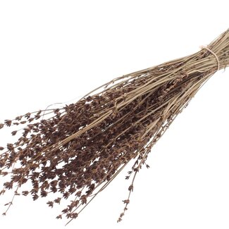 QC Dried Lavender | Colour: Brown | Lavender Dried Flowers | Length ± 50 centimetres | Per bunch