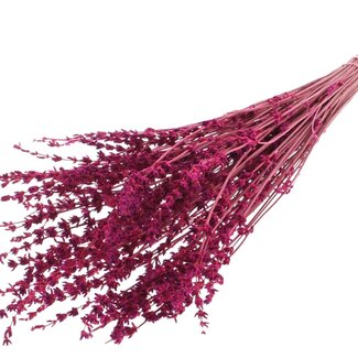 QC Dried Lavender | Colour: Cherry-coloured | Lavender Dried Flowers | Length ± 50 centimetres | Per bunch