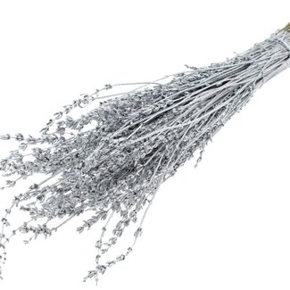 QC Getrockneter Lavendel | Farbe: Metallic Silberfarben | Lavendel Trockenblumen | Länge ± 50 Zentimeter | Pro Bund