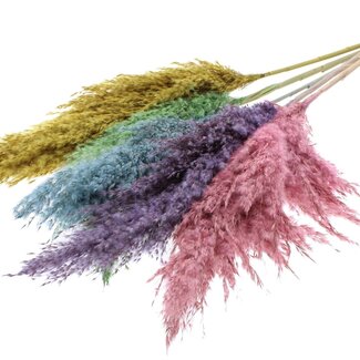 QC Dried Pampas Plumes “Pastel Prism” | Colour: Mixed Colours | Pampas Dried Flowers | Length ± 100 centimetres | 5 plumes per bunch | Per bunch