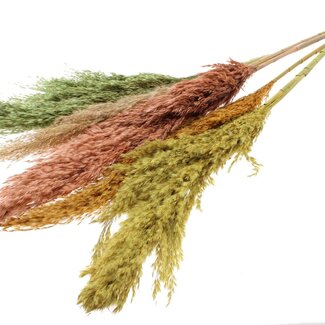 QC Dried Pampas Plumes "Summer Mix" | Colour: Mixed Colours | Pampas Dried Flowers | Length ± 100 centimetres | 5 plumes per bunch | Per bunch