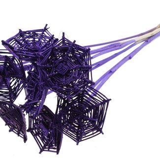 QC Rattan Lata Spiderweb on stick | Colour: Purple | Lata Spiderweb flat Plant Stake | Length ± 50 centimetres | 10 plant stakes per bunch