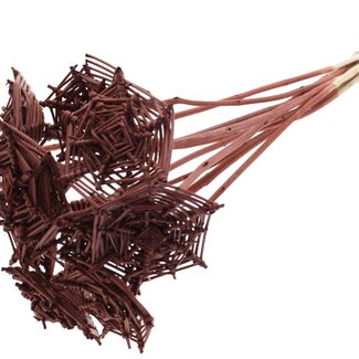 QC Rattan Lata Spiderweb on stick | Colour: Brown | Lata Spiderweb flat Plant Stake | Length ± 50 centimetres | 10 plant stakes per bunch