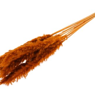 QC Dried Bleached Fluffy Pampas Plumes | Colour: Terracotta | Length ± 70 centimetres | 10 plumes per bunch | Per bunch