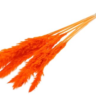 QC Dried Bleached Fluffy Pampas Plumes | Colour: Orange | Length ± 70 centimetres | 10 plumes per bunch | Per bunch