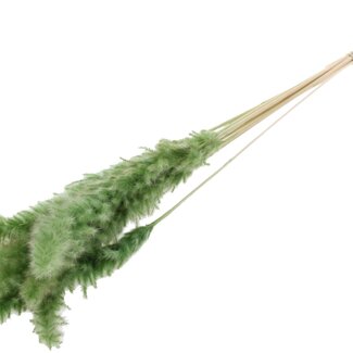 QC Dried Bleached Fluffy Pampas Plumes | Colour: Olive Green | Length ± 70 centimetres | 10 plumes per bunch | Per bunch