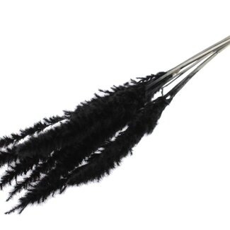 QC Dried Bleached Fluffy Pampas Plumes | Colour: Black | Length ± 70 centimetres | 10 plumes per bunch | Per bunch