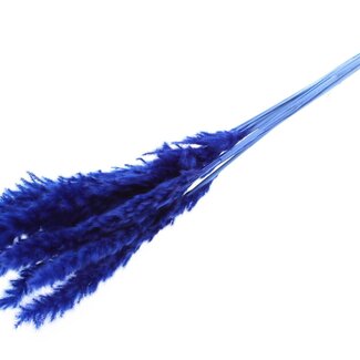 QC Dried Bleached Fluffy Pampas Plumes | Colour: Blue | Length ± 70 centimetres | 10 plumes per bunch | Per bunch