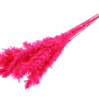 QC Getrocknete Gebleichte Flauschige Pampas Federn | Farbe: Kirschfarben | Länge ± 70 Zentimeter | 10 Federn pro Bund | Pro Bund