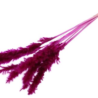 QC Getrocknete Gebleichte Fluffy Pampaswedel | Farbe: Lila | Länge ± 70 Zentimeter | 10 Wedel pro Bund | Pro Bund
