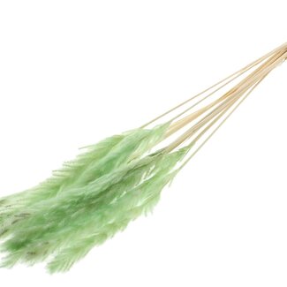 QC Dried Bleached Fluffy Pampas Plumes | Colour: Mint Green | Length ± 70 centimetres | 10 plumes per bunch | Per bunch
