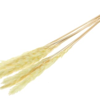 QC Dried Bleached Fluffy Pampas Plumes | Colour: Yellow | Length ± 70 centimetres | 10 plumes per bunch | Per bunch