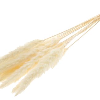 QC Dried Bleached Fluffy Pampas Plumes | Colour: Natural | Length ± 70 centimetres | 10 plumes per bunch | Per bunch