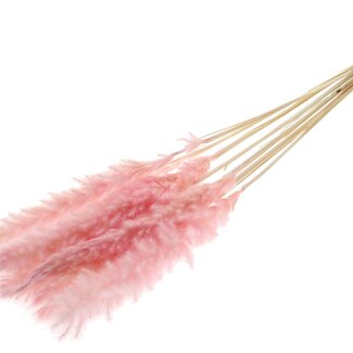 QC Dried Bleached Fluffy Pampas Plumes | Colour: Light Pink | Length ± 70 centimetres | 10 plumes per bunch | Per bunch