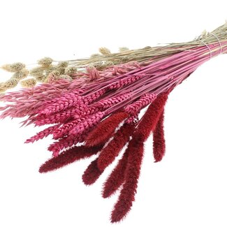 QC Dried Flower Bouquet “Lady Mix” | Colour: Mixed Colours | Length ± 60 centimetres | Per bunch