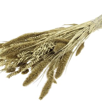 QC Strauß Getrocknete Blumenmischung | Farbe: Goldfarben | Länge ± 60 Zentimeter | Pro Bund