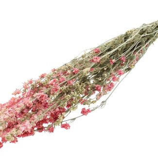 QC Getrockneter Rittersporn | Farbe: Hellrosa | Delphinium Trockenblumen | Länge ± 70 Zentimeter | Pro Bund