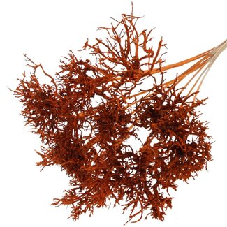 QC Dry Tree auf Stiel | Farbe: Orange | Dry Tree Einstecker | Länge Einstecker ± 50 Zentimeter | 10 Einstecker pro Bund