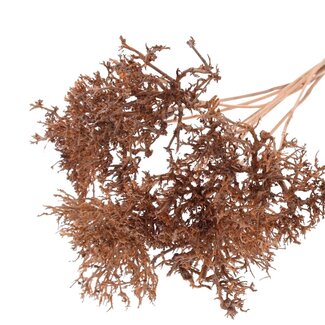 QC Dry Tree auf Stiel | Farbe: Lachsfarben | Dry Tree Einstecker | Länge Einstecker ± 50 Zentimeter | 10 Einstecker pro Bund