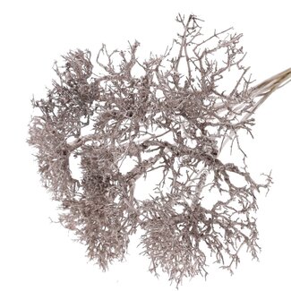 QC Dry Tree on stick | Colour: Champagne | Dry Tree Stick | Stick length ± 50 centimetres | 10 sticks per bunch
